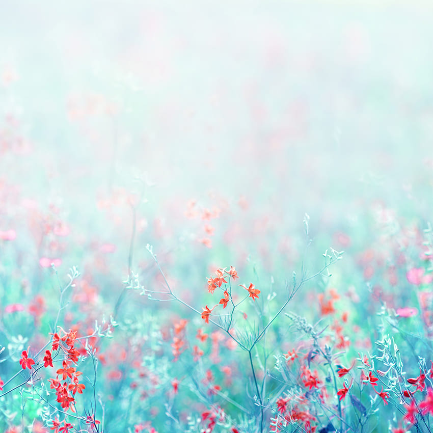 Blooming Wild Flowers Turquoise Blue Backdrop D1027