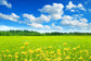 Blue Sky Clouds Lawn Wild Flowers Backdrop