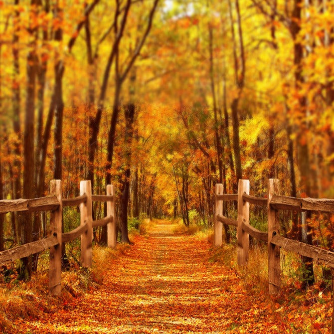 Remote Fall Scene Fall Outdoor Road Scene Photo Backdrop D817 โ Dbackdrop