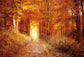 Autumn Backdrop Forest Road Photo Booth Background