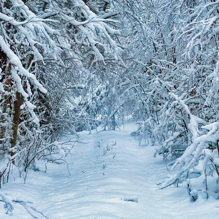 Winter Snowy Road Fir Tree Photography Backdrop D905