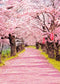 Pink Flowers Road  Decorations Photo Booth Backdrop F-010