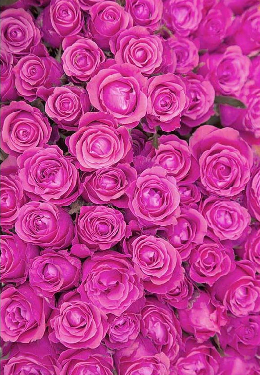 Rose Flower Wall Backdrop for Party Photo Booth F-2373