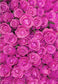 Rose Flower Wall Backdrop for Party Photo Booth F-2373