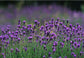 Lavender Purple Flower Backdrop for Photography F-2380