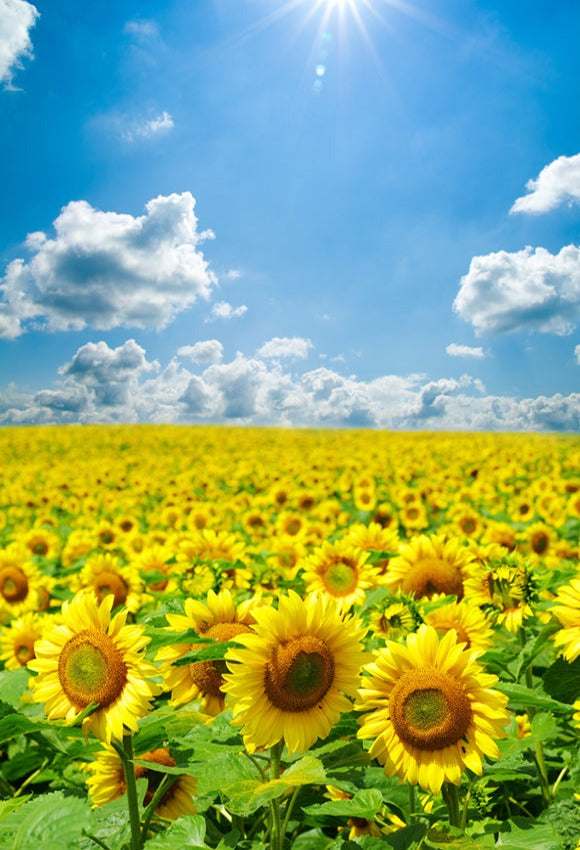 Sunflowers White Clouds Blue Sky Photography Backdrop GA-49