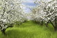 White Spring Flowers Green Grass Photography Backdrops GC-115
