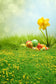 Easter Decorations Backdorps Eggs Green Grass  GE-058