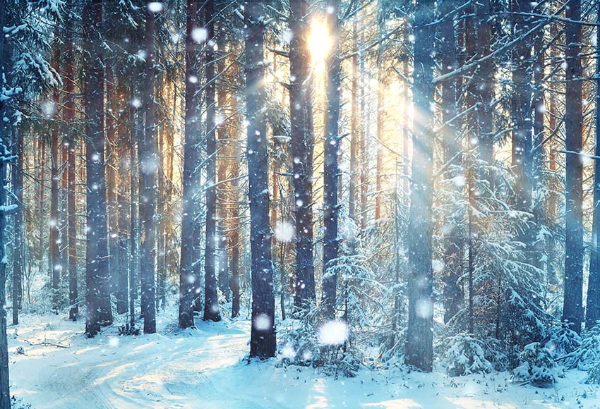 Beautiful Forest Snow Scene Christmas Backdrops GX-1069