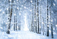 Beautiful White Forest Snow Scene Christmas Backdrops GX-1070 