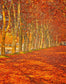 Autumn Golden Yelllow Leaves Tree Backdrop for Photo Studio DBD-19363
