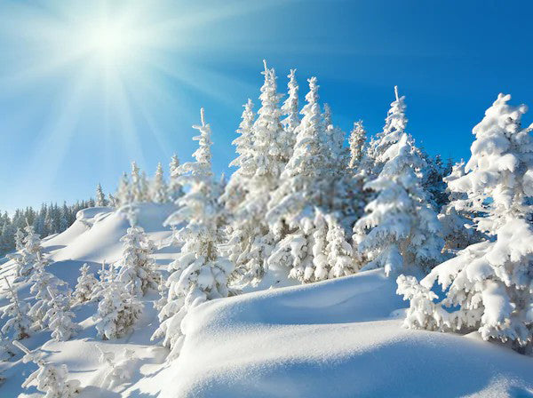 Winter Mountain Landscape Fir Trees Sunshine Photography Backdrop MA-2 ...