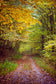 Autumn Yelllow Leaves Forest Landscape Road Backdrop for Photo Studio MR-2136