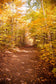 Autumn Yelllow Leaves Fall Nature Forest Photo Backdrop  MR-2271