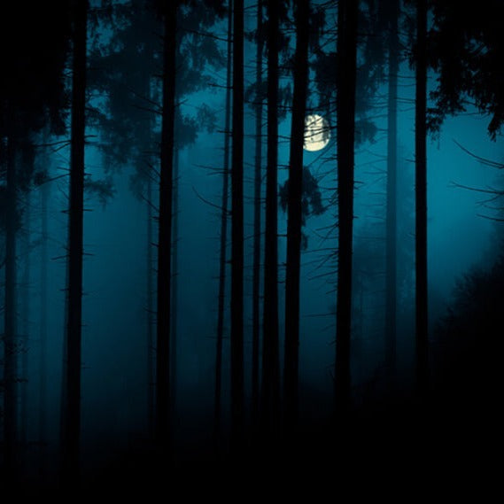 Magic Mystery Night Foggy Forest Halloween Backdrop