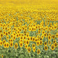Summer Sunflower Field Blooming Backdrop 