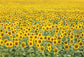 Summer Sunflower Field Blooming Backdrop 