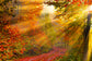 Sunshine Autumn Yesllow Leaves Backdrop for Photography