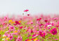 PInk Cosmos Blooming Flowers Photo Backdrop