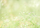 Green Leaves Blurred Greenery Background Spring Nature Scenery Backdrop