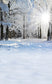 Winter Snow Forest Sunshine Backdrop for Photography ST-510