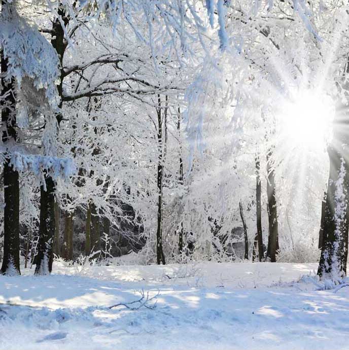 Winter Snow Forest Sunshine Backdrop for Photography ST-510
