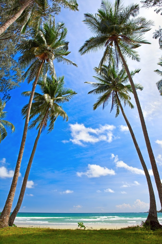 Coconut trees under blue sky and white clouds on the beach by the sea Photo Backdrop KAT-64