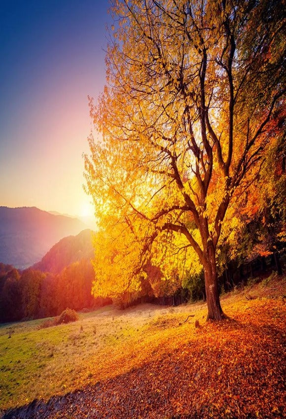 Autumn Yellow Leaves Sunrise Photography Backdrop for Studio